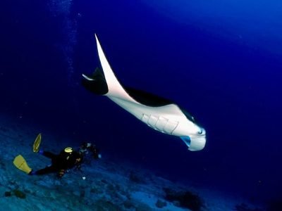 Private Tour 1 Day West Nusa Penida & Snorkeling